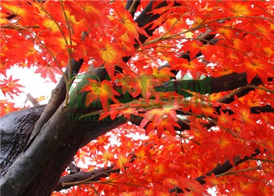 仿真楓樹(shù)，仿真紅楓，仿真綠楓，仿真紅綠楓